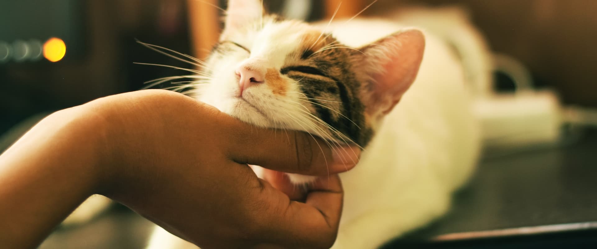Cat relaxing in a cozy Japanese cat cafe