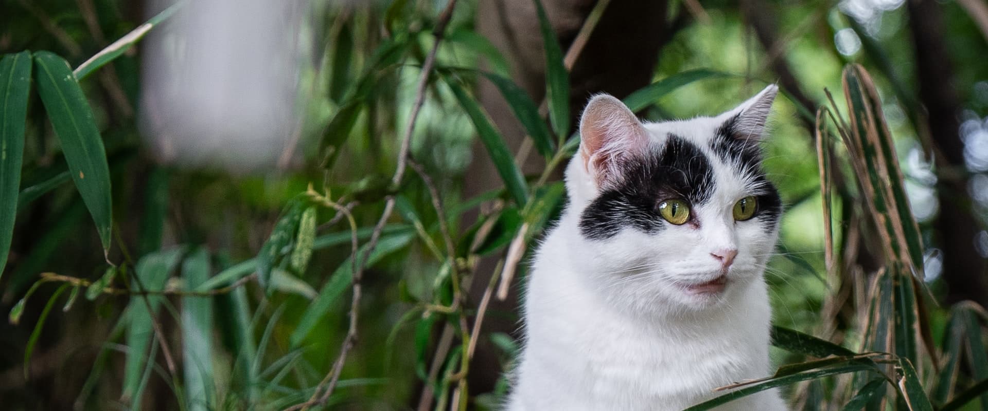 Cat resting outdoors at a Japanese shrine